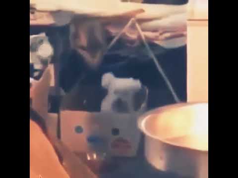 Puppy Dog (Bounce With It)