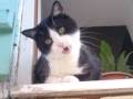 chat qui miaule