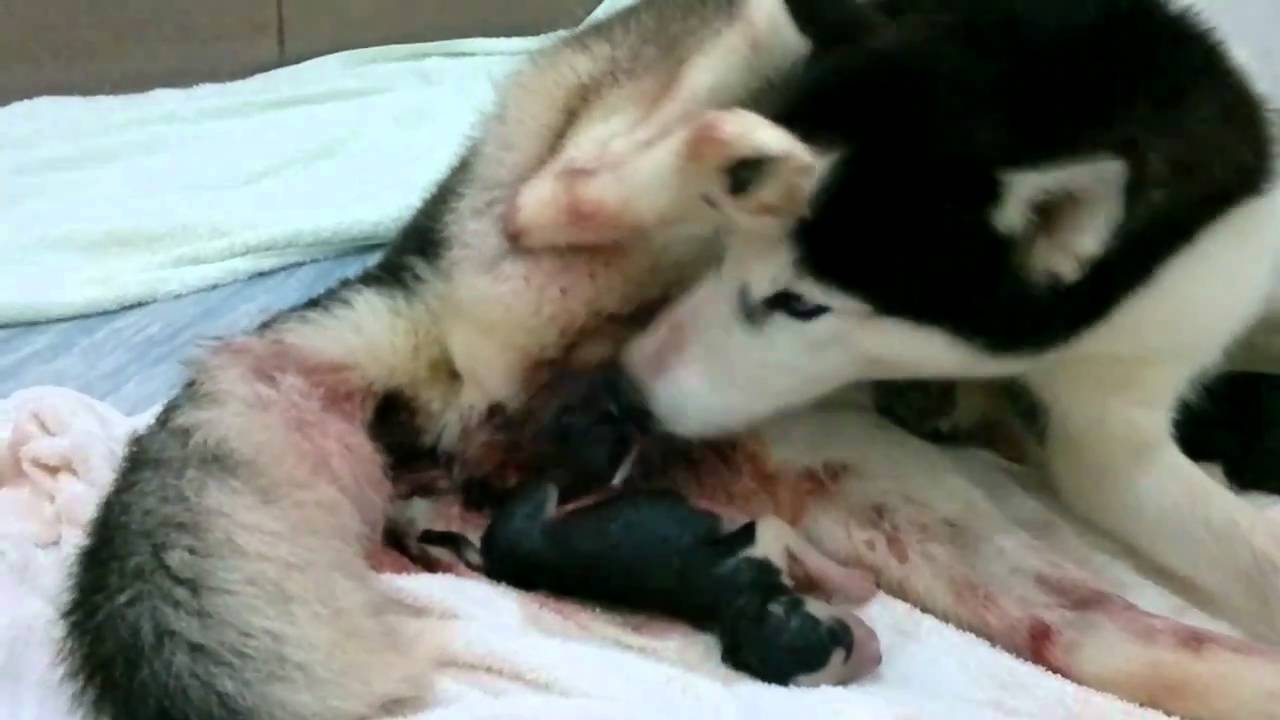 Husky born puppies.mp4 - YouTube