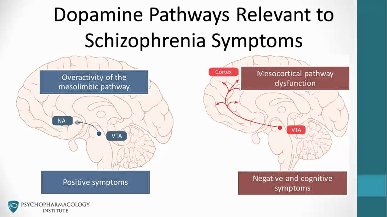 Dopamine Hypothesis Of Schizophreni The Psychotic Syndrome
