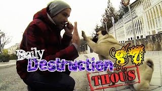 Daily Destruction Thous 37 - Nochevieja Bizarra! Bromas por la calle y Perretes con Swag