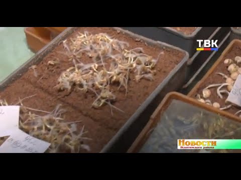 Специалисты Россельзхозцентра проверяют семенной материал на всхожесть и чистоту