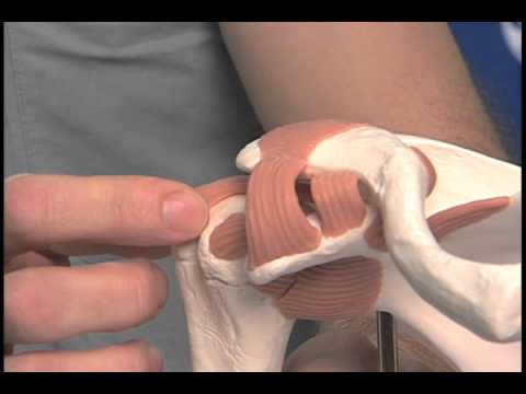 Download Rotator Cuff: Arthroscopic Rotator Cuff Repair Video - Brigham and Women's Hospital