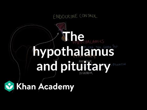 Download The hypothalamus and pituitary gland | Endocrine system physiology | NCLEX-RN | Khan Academy