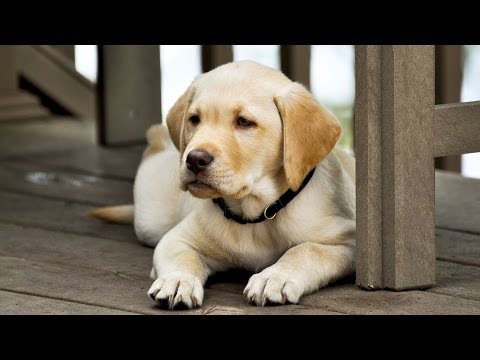 What To Give A Dog With Loose Stools What To Give A Dog With Loose Stools
