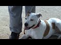 Adiestrar perros American Staffordshire Terrier