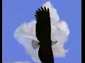 Thumbnail 2 for ESQ Flying Eagle Plus Instrument Thumbnail 2 for ESQ Flying Eagle Plus Instrument