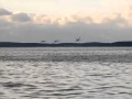 Vol des cygnes sur le Bassin