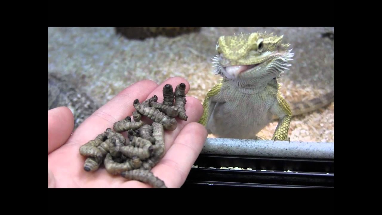 Feeding your Bearded Dragon Zoo Med Can O Pillars YouTube