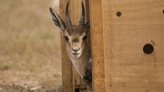 שיחרור צבייה ברמת הנדיב  לאחר שיקום  בבי"ח לחיות בר בספארי-המרכז הזואולוגי תל-אביב- רמת-גן