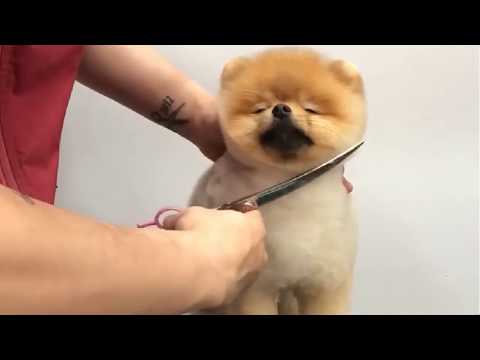 Cute Dog and Puppies Haircut 2019