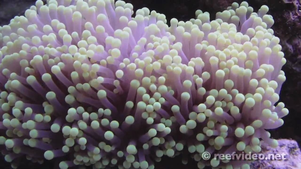 Torch Coral YouTube