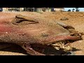 What Are These Creatures? 2013 1080p Available