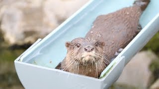 流しカワウソ@千葉市動植物園 EOS 70D