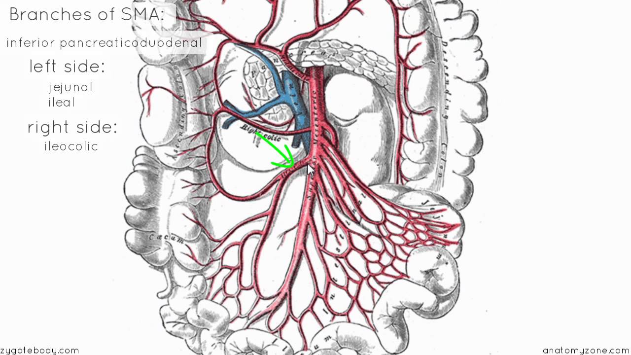 Superior Mesenteric Artery Anatomy Tutorial YouTube