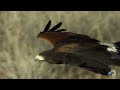 Hawks Chase Down a Rabbit | North America