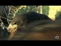 Hawks Chase Down a Rabbit | North America