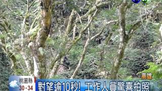 對看10秒鐘! 台灣黑熊下山覓食