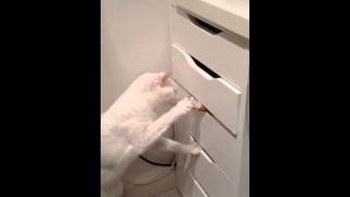 Cat thief - steal food from my drawer