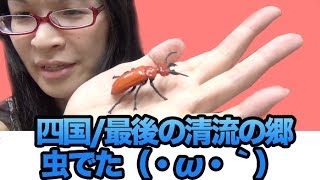 [カプセルトイ] 赤いクワガタ？　カプセルQミュージアム 日本の動物コレクション IV 四国 最後の清流の郷