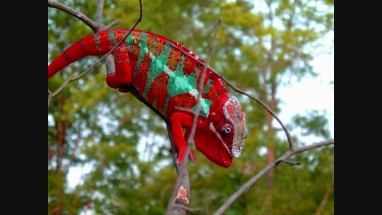 Chameleon changing color - YouTube