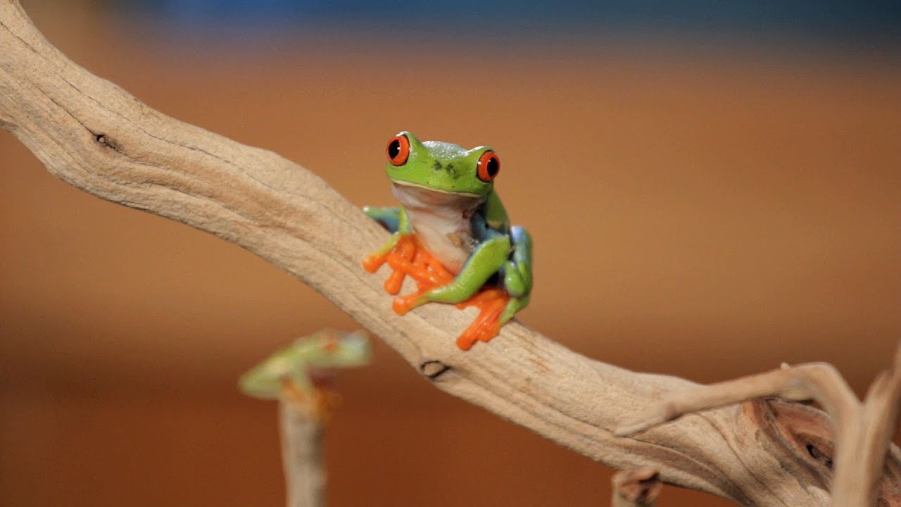 5 Cool Facts about Red-Eyed Tree Frogs | Pet Reptiles - YouTube