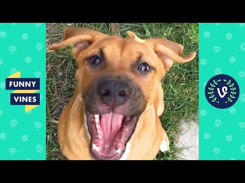 TRY NOT TO LAUGH - Cutest Pets and Funny Animals!