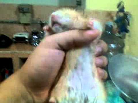 como se si mi hamter esta embarazada y que se le puede dar como se si mi hamter esta embarazada y que se le puede dar