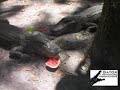 Alligator Smashes Watermelon !