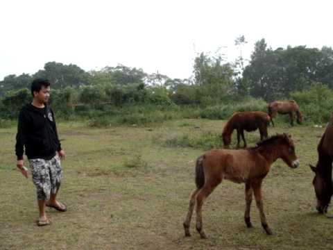 Didit ft Anak Kuda - Horse Kiding - YouTube