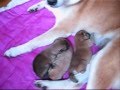 Shiba Inu Chiots Natsu Hime 2011.wmv