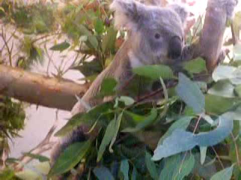 Angry Koala the Company
