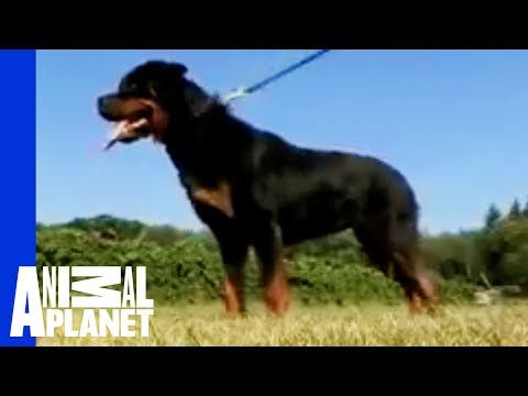 dogs 101 rottweiler animal planet dogs 101 rottweiler dogs 101 rottweiler animal planet dogs 101 rottweiler
