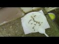 Earwig Trap That Works.MPG