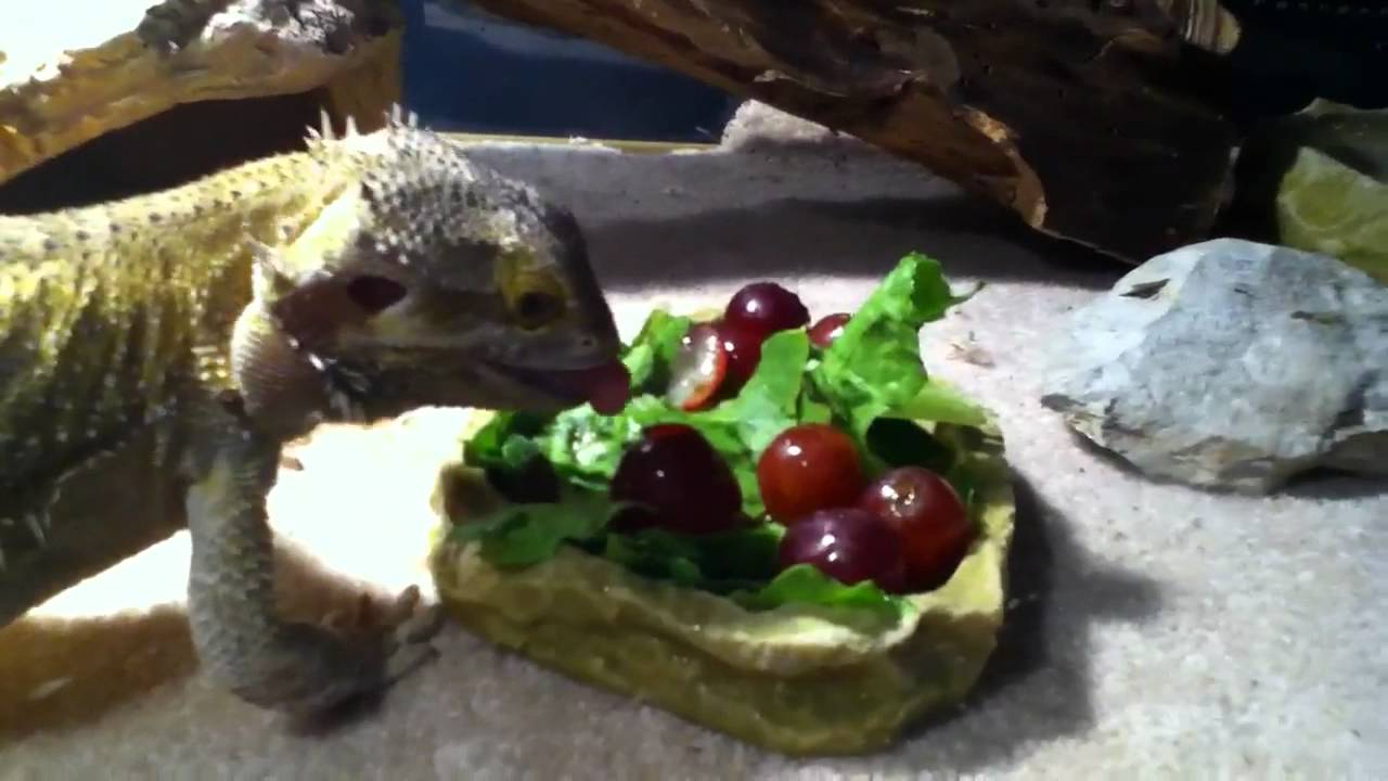 Bearded dragon basic salad! YouTube