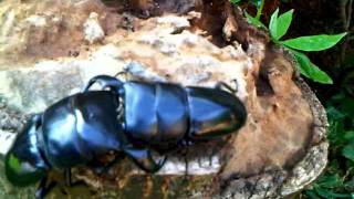 Dorcus bucephalus vs dorcus bucephalus