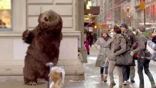 Hungry bear loose in NYC