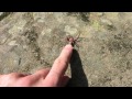 HUGE Mystery Spider!