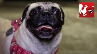 RT Recap: Pets of RT