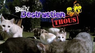 Daily Destruction Thous 86 - Gatos, Faros y Barbacoas con Swag