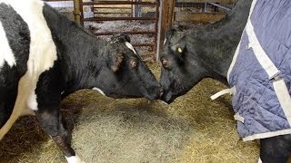 Sweety and Tricia: Two Blind Cows Find Friendship at Farm Sanctuary