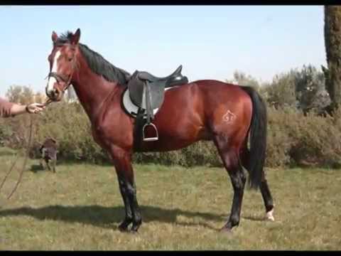VENTA CABALLOS MADRID venta caballos madrid: