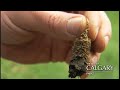 Aerating Your Lawn