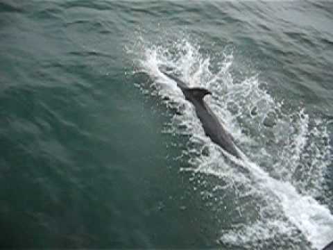 Dolphins in Liverpool Bay aboard "Discovery"