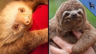 Two & Three Toe Sloths Are Not Related