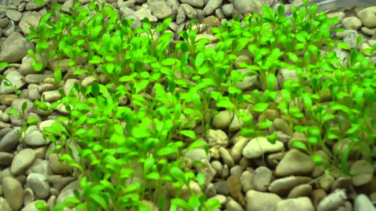 Aquaponics Vegetable Garden Experiment - YouTube