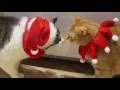 Christmas Cats Playing In The Snow