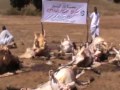 تقرير مشروع ذبح الأضاحي في ارتيريا 2012