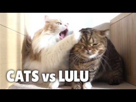 Aggressive Cat Grooming