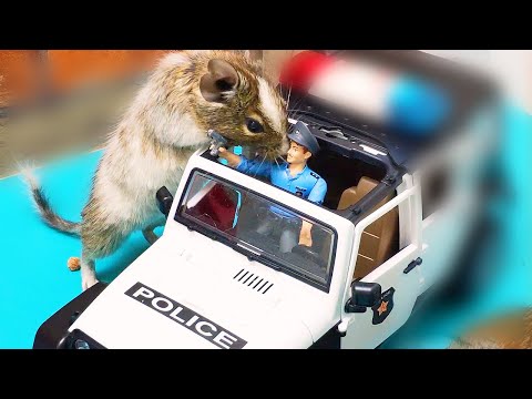 Will my funny pets find sweets in a police car, airplane, hunting lodge. Funny pets degu.